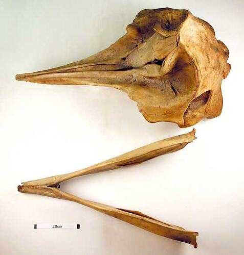 Whale lower jaw beside skull, external surfaces visible.