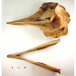 Whale lower jaw beside skull, external surfaces visible.