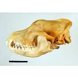 Lateral view of dingo skull with scale bar.