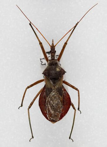 <em>Pristhesancus plagipennis</em>, assassin bug. [HEM 6228]