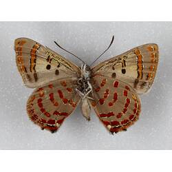 Our Wondrous Planet, Our Wild Family: Dry Specimen - Moonlight Jewel, <em>Hypochrysops delicia</em> Hewitson, 1875