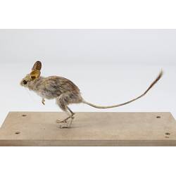 <em>Notomys cervinus</em>, Fawn Hopping Mouse. [C 7869]