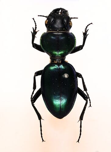 <em>Carenidium sapphirinum</em>, ground carabid beetle. [COL 143716]