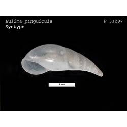 Shiny white, curved snail shell, ventral view.