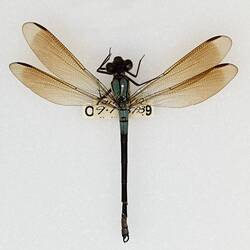 Our Wondrous Planet, Our Wild Family: Dry Specimen - Tropical Rockmaster, <em>Diphlebia euphoeoides</em> Tillyard