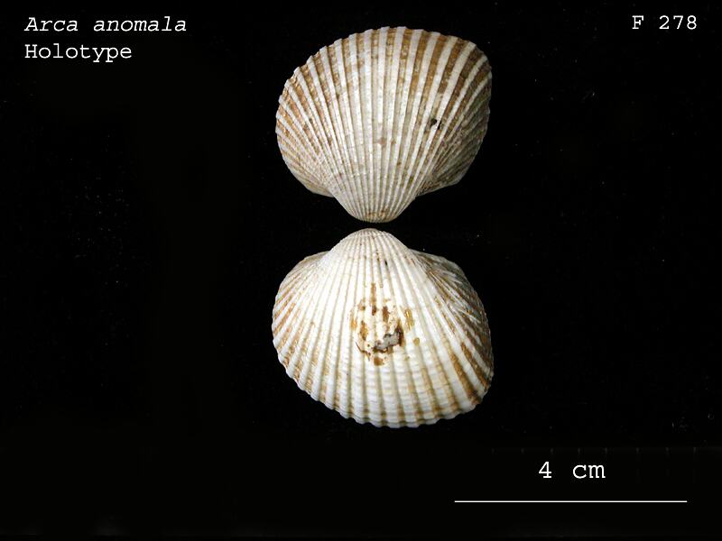Arca anomala Reeve, 1844