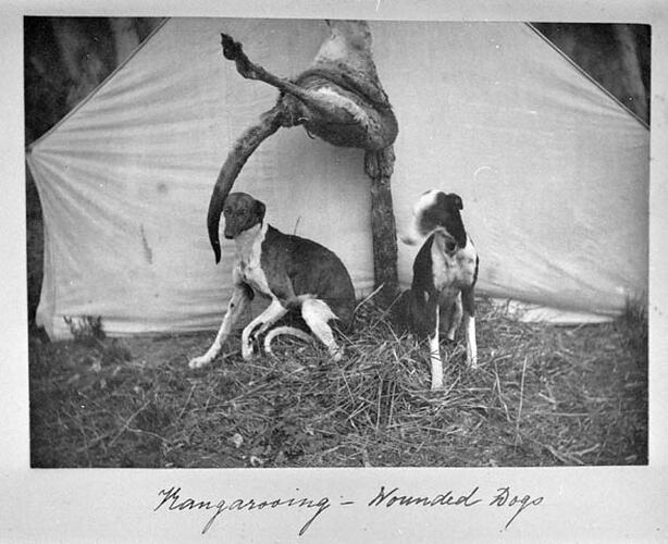 Kangarooing - Wounded Dogs