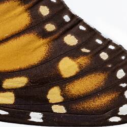 <em>Danaus plexippus</em>, Monarch. [LEP 42017]