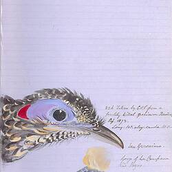 Bird illustration with annotations from Osbert Salvin [Collected articles from The Ibis on the ornithology of Central America]