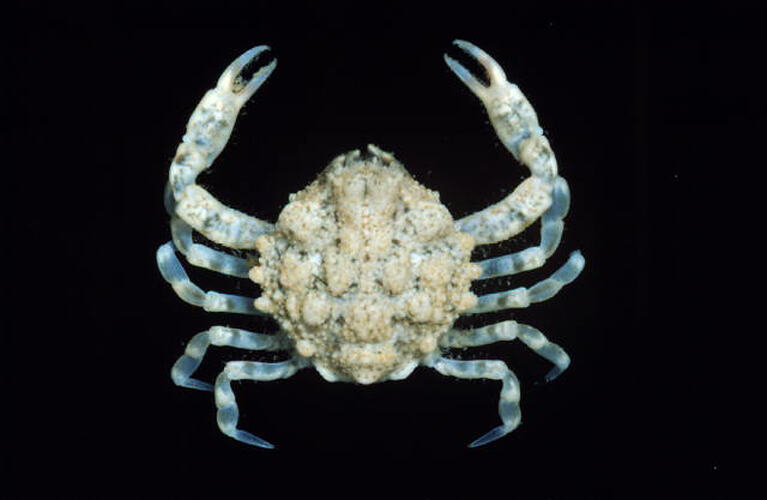 Crab, viewed from above.