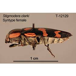 Jewel beetle specimen, female, lateral view.