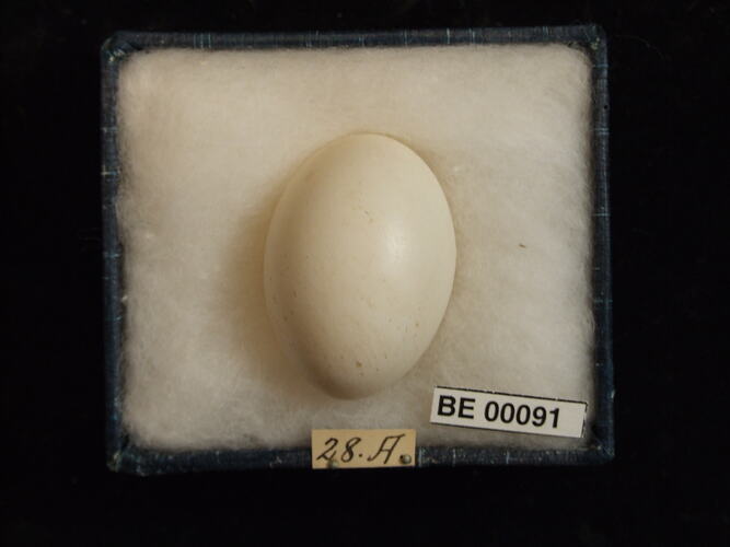 Bird egg with specimen labels in box.