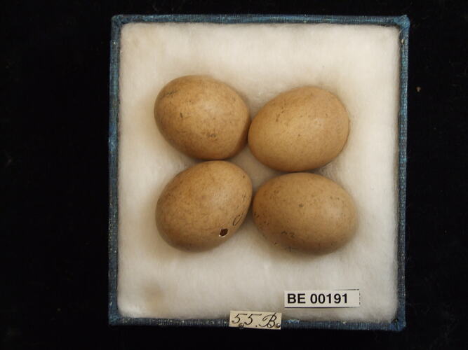Four bird eggs with specimen labels in box.