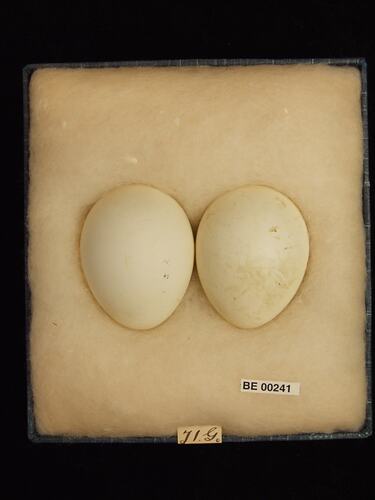 Two bird eggs with specimen labels in box.