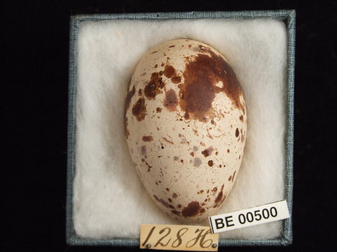 Bird egg with specimen labels in box.
