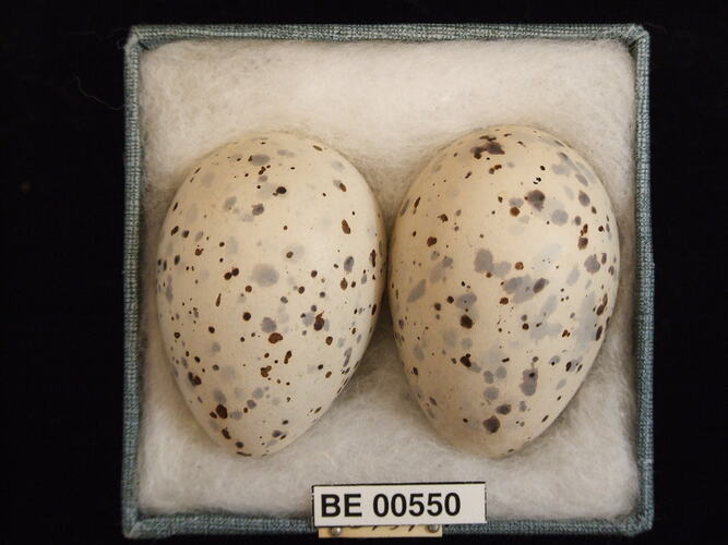 Two bird eggs with specimen labels in box.