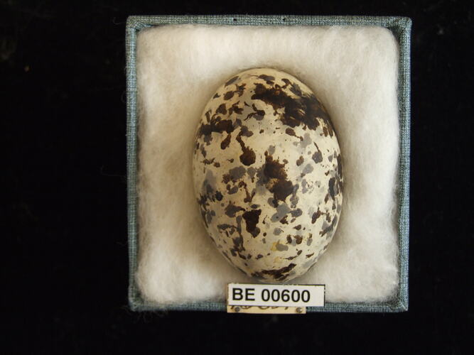 Bird egg with specimen labels in box.
