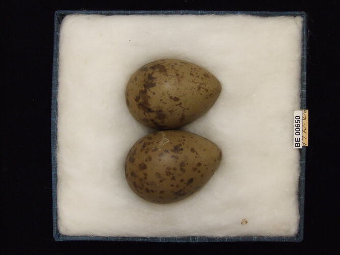 Two bird eggs with specimen labels in box.