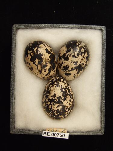 Three bird eggs with specimen labels in box.