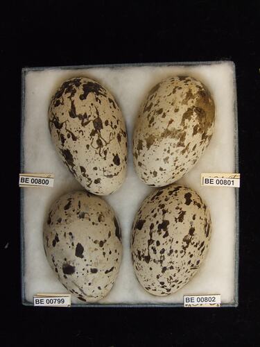 Four bird eggs with specimen labels in box.