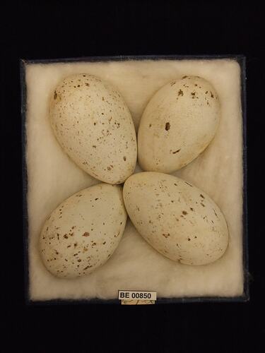 Four bird eggs with specimen labels in box.