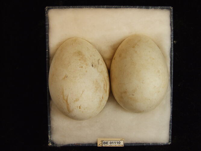 Two bird eggs with specimen labels in box.