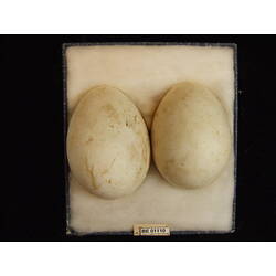 <em>Icthyophaga leucogaster</em>