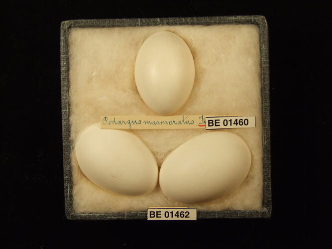 Three bird eggs with specimen labels in box.