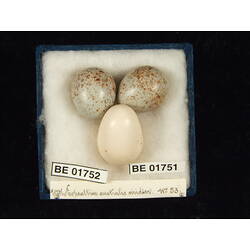 <em>Cuculus pallidus</em>