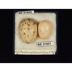 <em>Heteroscenes pallidus</em> (Latham, 1801)