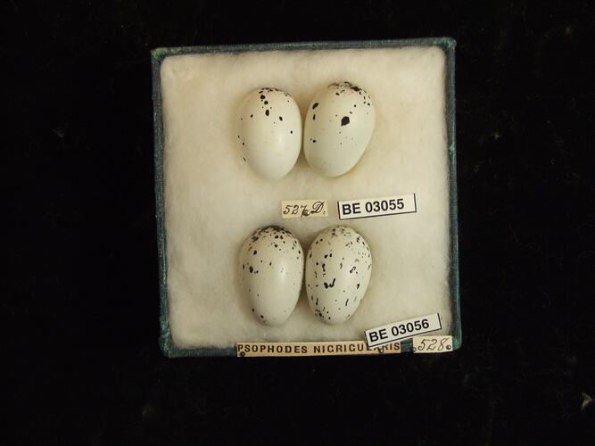 Four bird eggs in box with labels.
