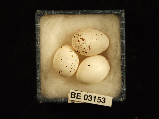 Three bird eggs in box with specimen labels.