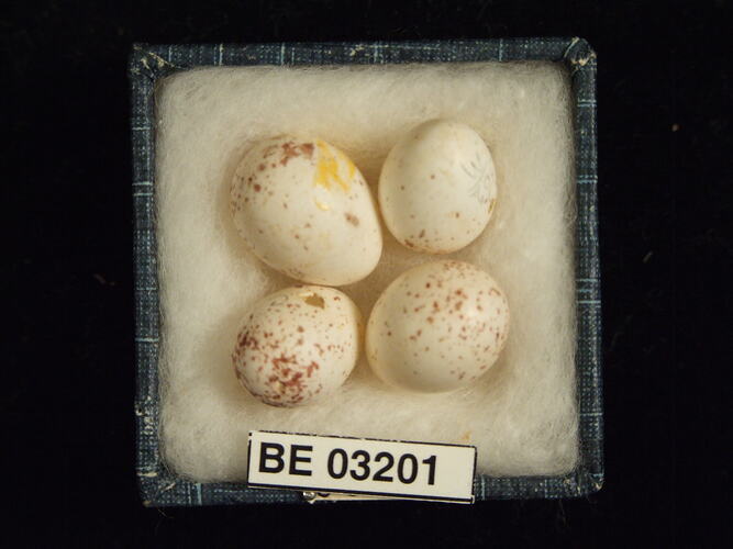 Four bird eggs in box with labels.