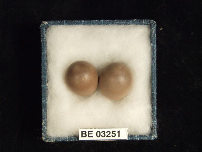 Two bird eggs in box with labels.