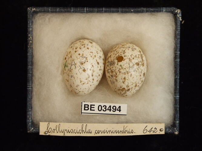 Two bird eggs in box with specimen labels.