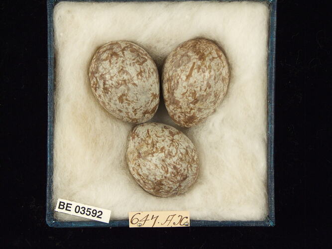 Three bird eggs in box with specimen labels.