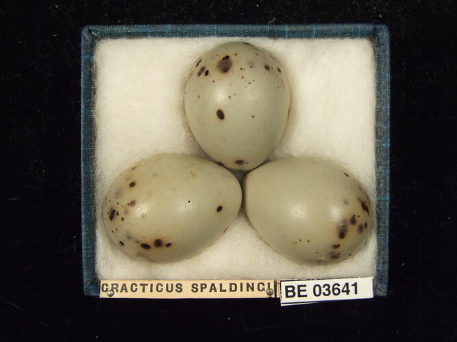 Three bird eggs in box with specimen labels.
