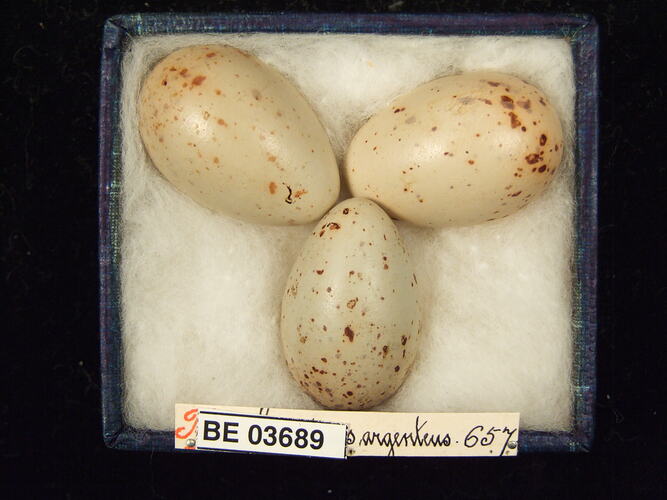 Three bird eggs in box with specimen labels.