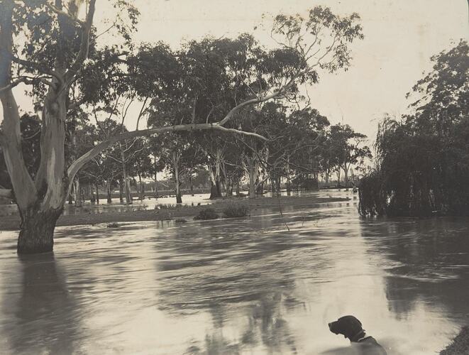 Digital Photograph - Bodman Creek in Flood, Won Wron, circa 1912