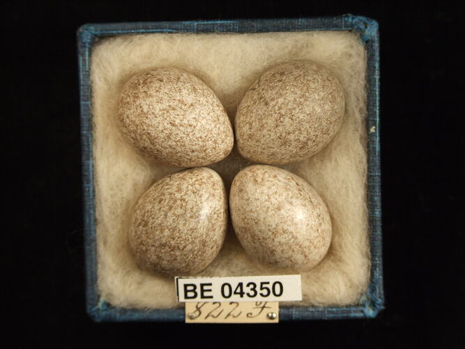 Four bird eggs in box with specimen labels.