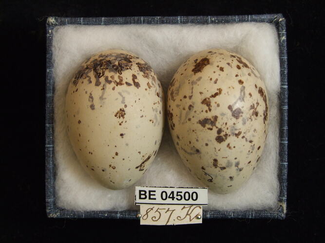 Two bird eggs with specimen labels in box.