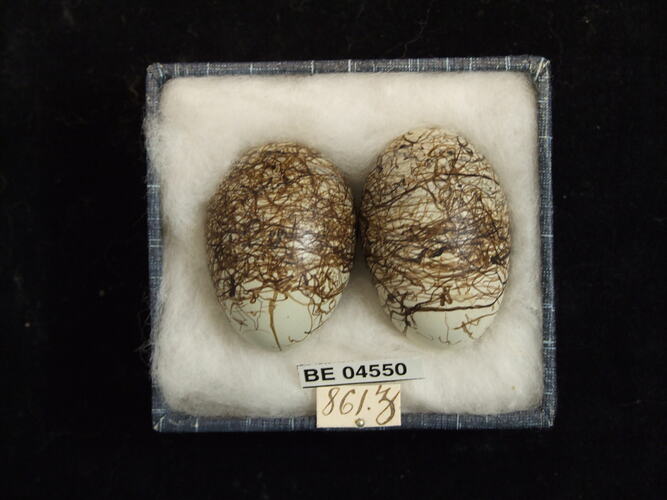 Two bird eggs with specimen labels in box.
