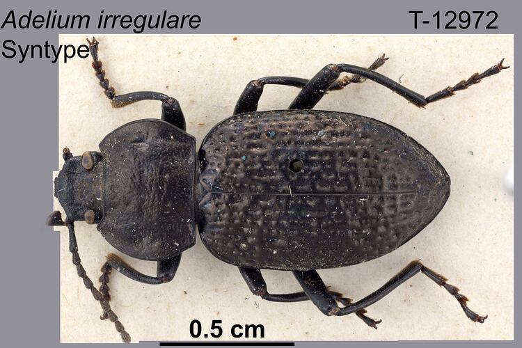 Beetle specimen, dorsal view.