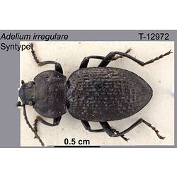 Beetle specimen, dorsal view.