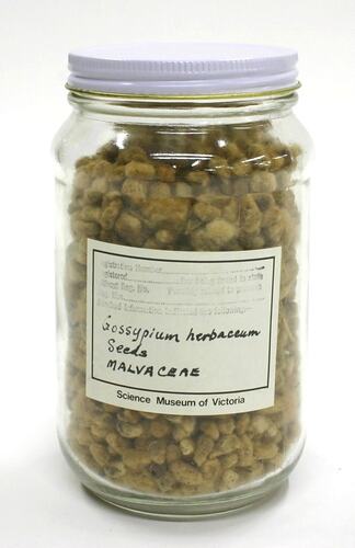 Seeds - Gossypium Herbaceum