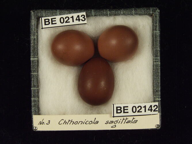 Three bird eggs with specimen labels in box.