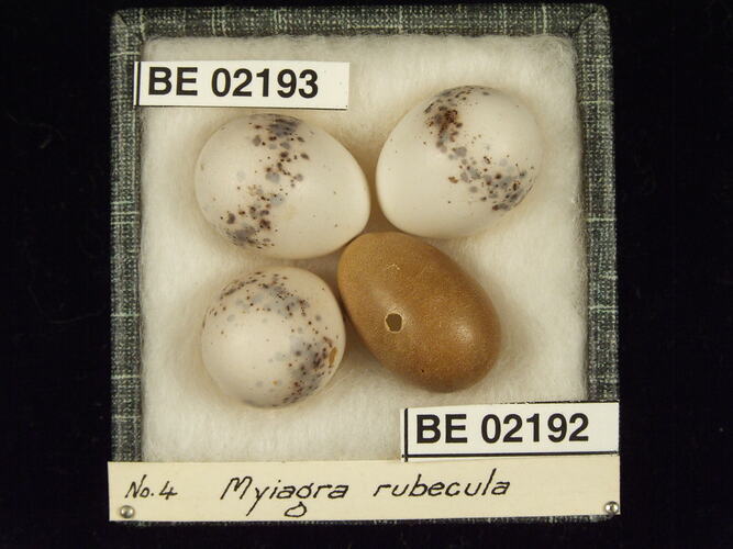 Four bird eggs with specimen labels in box.
