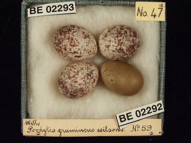 Four bird eggs with specimen labels in box.