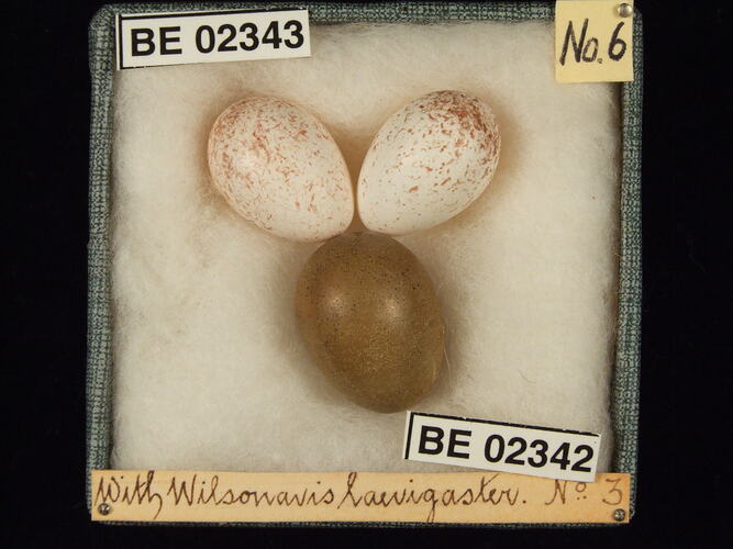 Three bird eggs with specimen labels in box.