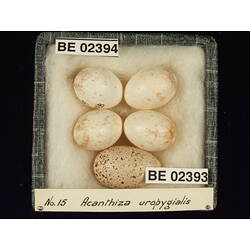 <em>Chrysococcyx basalis</em>